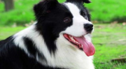 边境牧羊犬好养么,聪明友好的家庭宠物，养护指南全解析